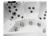 SPA бассейн Jazzi Pool SKT333I